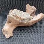 Wolharige mammoet - Gefossiliseerde kaak - Mammuthus, Verzamelen, Mineralen en Fossielen