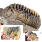 Trilobiet - Fossiel rugschild - Phacops sp. - Amazing