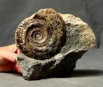 Uitzonderlijke ammoniet - Op matrix - Zelfstaand -, Verzamelen, Mineralen en Fossielen
