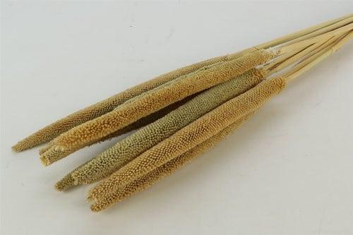 Babala Naturel 10pc 65-70 Bundel droogbloemen vaste pluimen, Huis en Inrichting, Woonaccessoires | Kunstplanten en Kunstbloemen