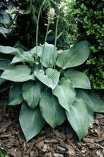 Hartlelie Hosta Blue Angel 5-10 Pot P9