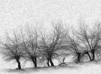 Franco Turcati - Langhe Inverno (065)