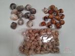 Rufogaster Landsnail 15 stuks 4cm spits Landslak, Ophalen of Verzenden, Nieuw