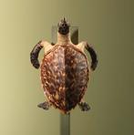 Schildpad Antiek Taxidermie Opgezette Dieren By Max, Ophalen of Verzenden, Nieuw, Wild dier, Opgezet dier