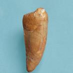 Dinosaurus - Fossiele tand - Abelisauridae - 37 mm - 14 mm, Verzamelen, Mineralen en Fossielen
