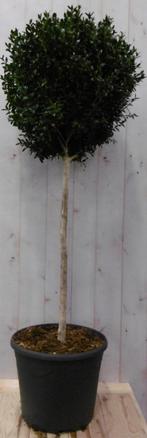 Buxus bol diameter 50 cm 150 cm - Warentuin Natuurlijk, Tuin en Terras, Planten | Tuinplanten, Verzenden