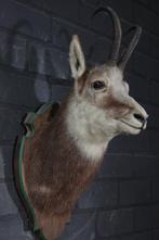 Fine Austrian Chamois head-mount Taxidermie wandmontage -, Verzamelen, Dierenverzamelingen, Nieuw