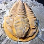Yellow Trilobite Hamatolenus (Myopsolenus) magnus - 8,4 x 5
