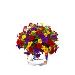 Calibrachoa Mixmaster - Tropicana / 14 cm hangpot, Tuin en Terras, Ophalen of Verzenden