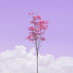 Téber - Lavender Rosé Sangria Foliage · No Reserve