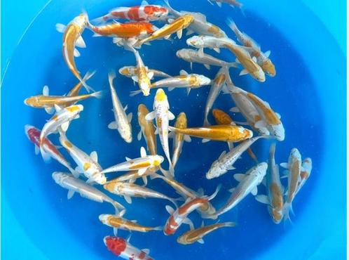 Yamasan 12-15cm  hariwake / yamabuki / platinum mix, Dieren en Toebehoren, Vissen | Vijvervissen, Karper of Koi