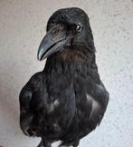 Zwarte kraai Taxidermie volledige montage - corvus corone -, Verzamelen, Dierenverzamelingen, Nieuw