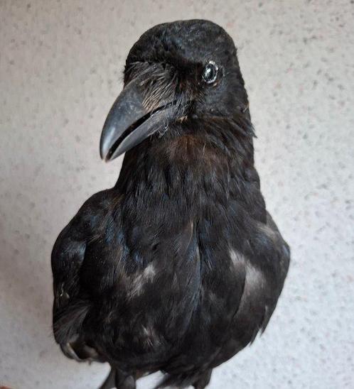 Zwarte kraai Taxidermie volledige montage - corvus corone -, Verzamelen, Dierenverzamelingen