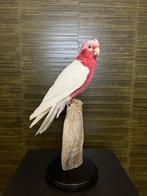 Lutino Roze Kaketoe Taxidermie Opgezette Dieren By Max, Verzamelen, Dierenverzamelingen, Ophalen of Verzenden, Nieuw, Vogel, Opgezet dier