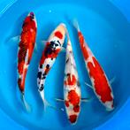 Veel Japan koi! Leonie’s Nishikigoi !!, Karper of Koi
