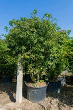 Acer palmatum meerstammig 400-450, Tuin en Terras