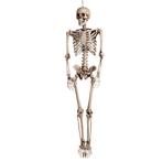 Hangende horror decoratie skelet groot 160 cm - Halloween .., Nieuw, Ophalen of Verzenden