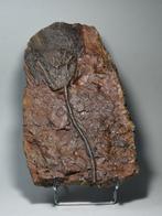 Crinoide - Gefossiliseerd dier - Scyphocrinites elegans