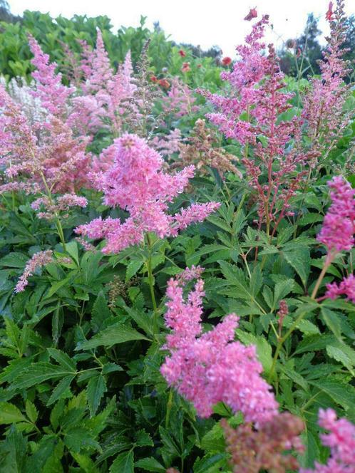 Astilbe c 'Pumila' spirea-dwergspirea paars p9 bodembedekker, Tuin en Terras, Planten | Tuinplanten, Vaste plant, Zomer, Ophalen of Verzenden