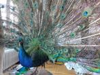 Pauw Taxidermie volledige montage - Pavo cristatus - 180 cm, Nieuw