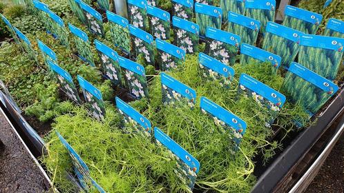 zuurstofplanten, vijverplanten Twente, Bovis de specialist, Tuin en Terras, Vijvers, Nieuw, Ophalen