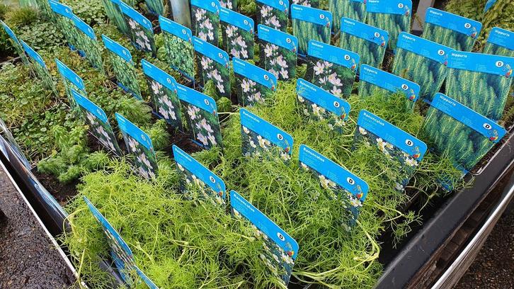 september zuurstof-, vijverplanten 25% korting Twente, Bovis, Tuin en Terras, Vijvers, Nieuw, Ophalen