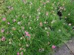 Armeria maritima , engels gras in roze en wit P9, Tuin en Terras, Planten | Tuinplanten, Zomer, Vaste plant, Ophalen of Verzenden
