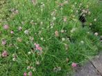 Armeria maritima , engels gras in roze en wit P9, Zomer, Vaste plant, Ophalen of Verzenden, Volle zon