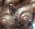 Landsnail small copper 250 gram Landslak schelp, Ophalen of Verzenden, Nieuw