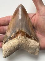 Megalodon-tand 12,8 cm - Fossiele tand - Carcharocles