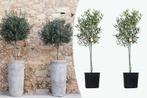 2 winterharde olijfbomen op stam (80 - 90 cm), Tuin en Terras, Planten | Bomen