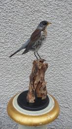 Gors Taxidermie volledige montage - (Turdus pilaris) - 30 cm, Nieuw