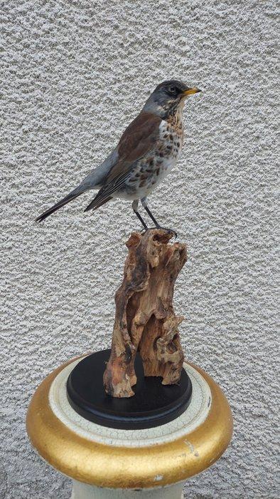 Gors Taxidermie volledige montage - (Turdus pilaris) - 30 cm, Verzamelen, Dierenverzamelingen