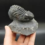 Grote trilobiet met prachtige ogen - Gefossiliseerd dier -