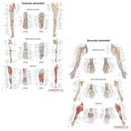 Anatomie posters bovenste en onderste extremiteit (Nederl..., Verzenden, Nieuw