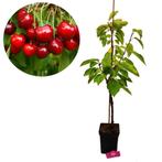 Kersenboom Sylvia, Verzenden, Volle zon