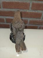Eigenkweek waterspreeuw roodbuik kleur Taxidermie volledige, Nieuw