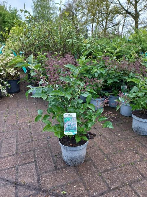 Syringa patula Miss Kim Sering 50cm, Tuin en Terras, Planten | Struiken en Hagen, Ophalen
