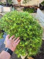 Pinus Halepensis (14 bomen) - Verzamelstuk - Hoogte (boom):