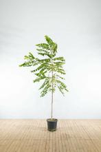 Juglans nigra hoogstam 4/6 (spil)