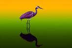 Eric Lespinasse - #26 - Colorful Heron 2