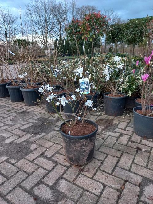 Magnolia stelleta 100cm, Tuin en Terras, Planten | Struiken en Hagen, Ophalen