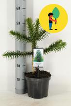 Araucaria 30 cm, Tuin en Terras, Planten | Tuinplanten, Verzenden