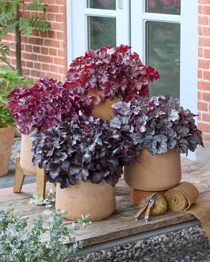 Heuchera villosa Everglow (Herfstplanten kopen?), Tuin en Terras, Planten | Tuinplanten, Siergrassen, Vaste plant, Halfschaduw