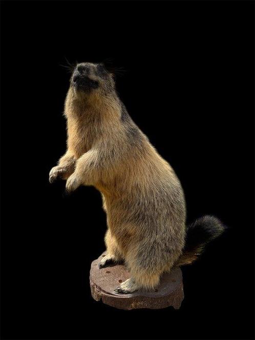 Marmota Marmota Taxidermie volledige montage - Marmota, Verzamelen, Dierenverzamelingen