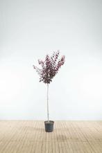 Prunus cerasifera Nigra halfstam 150cm stam