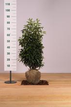 Portugese laurier /prunus lusitanica alle maten, Tuin en Terras, Ophalen of Verzenden, Laurier, Haag, 100 tot 250 cm