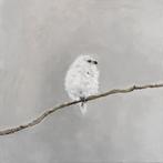 Matthieu van Riel - White-headed Long-tailed Bushtit on a
