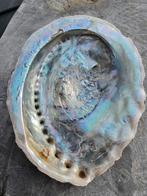 Abalone schelp medium 1, Ophalen of Verzenden