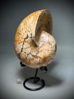 Grote gepolijste Fossiele Nautilus met iriserende glans -